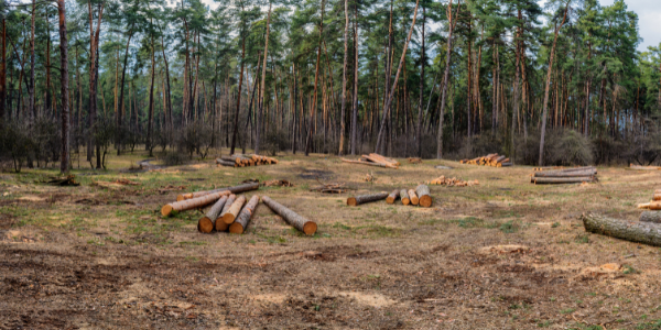 Putting Profits Before Planet Earth: Why We Should All Be Concerned